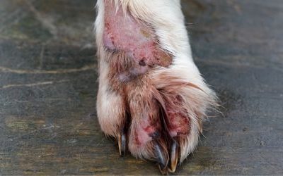 REPORTING SICK & INJURED ANIMALS IN OTTAWA