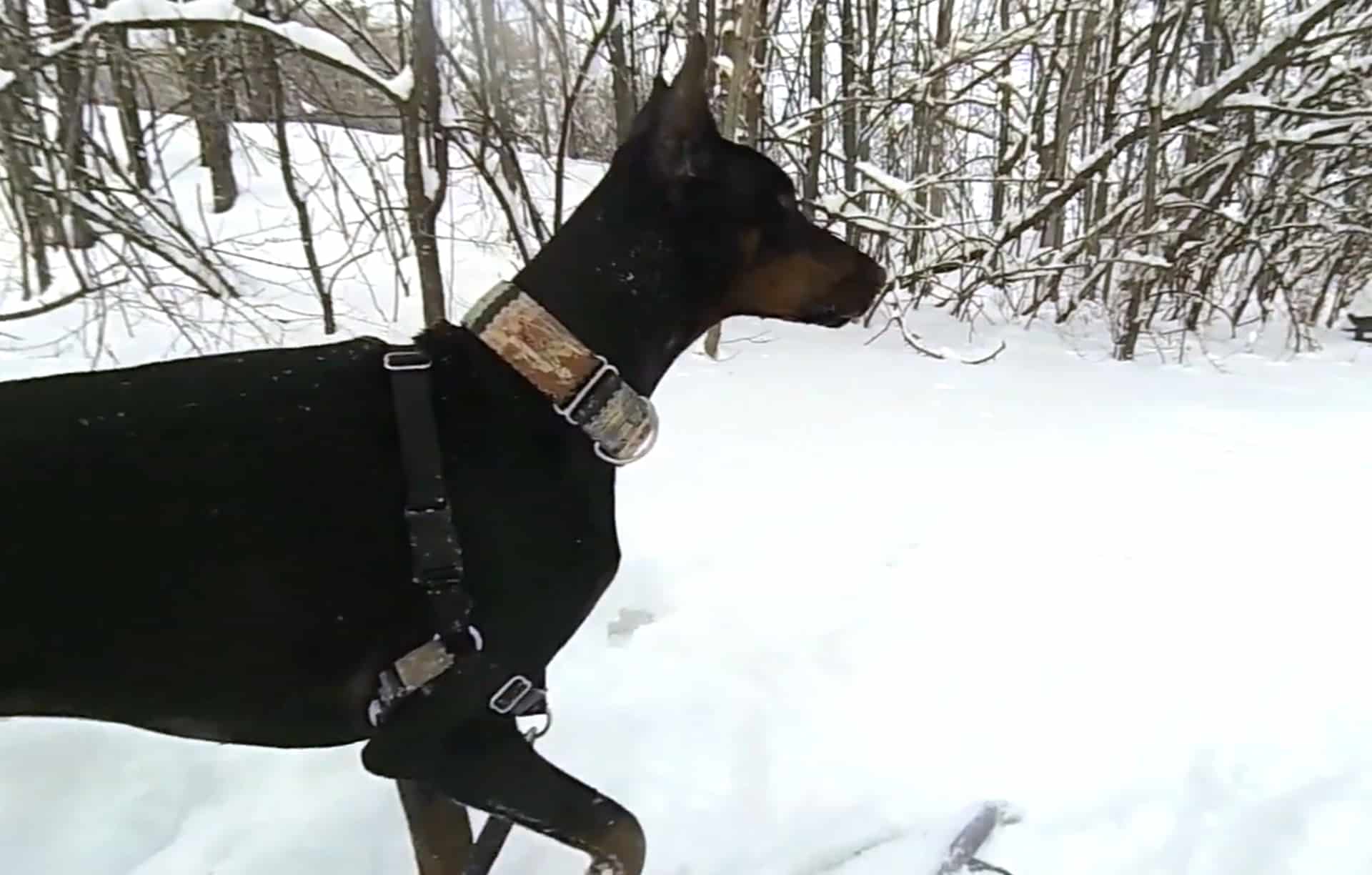 doberman eats mouth guard