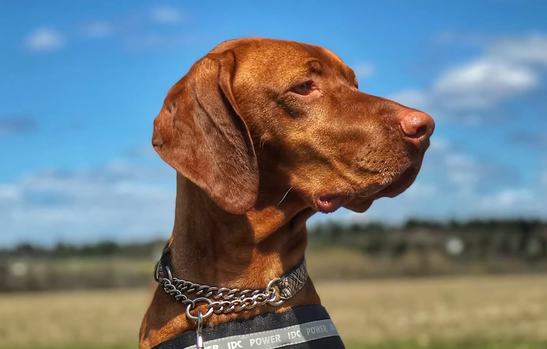 Gryph's Story of Survival