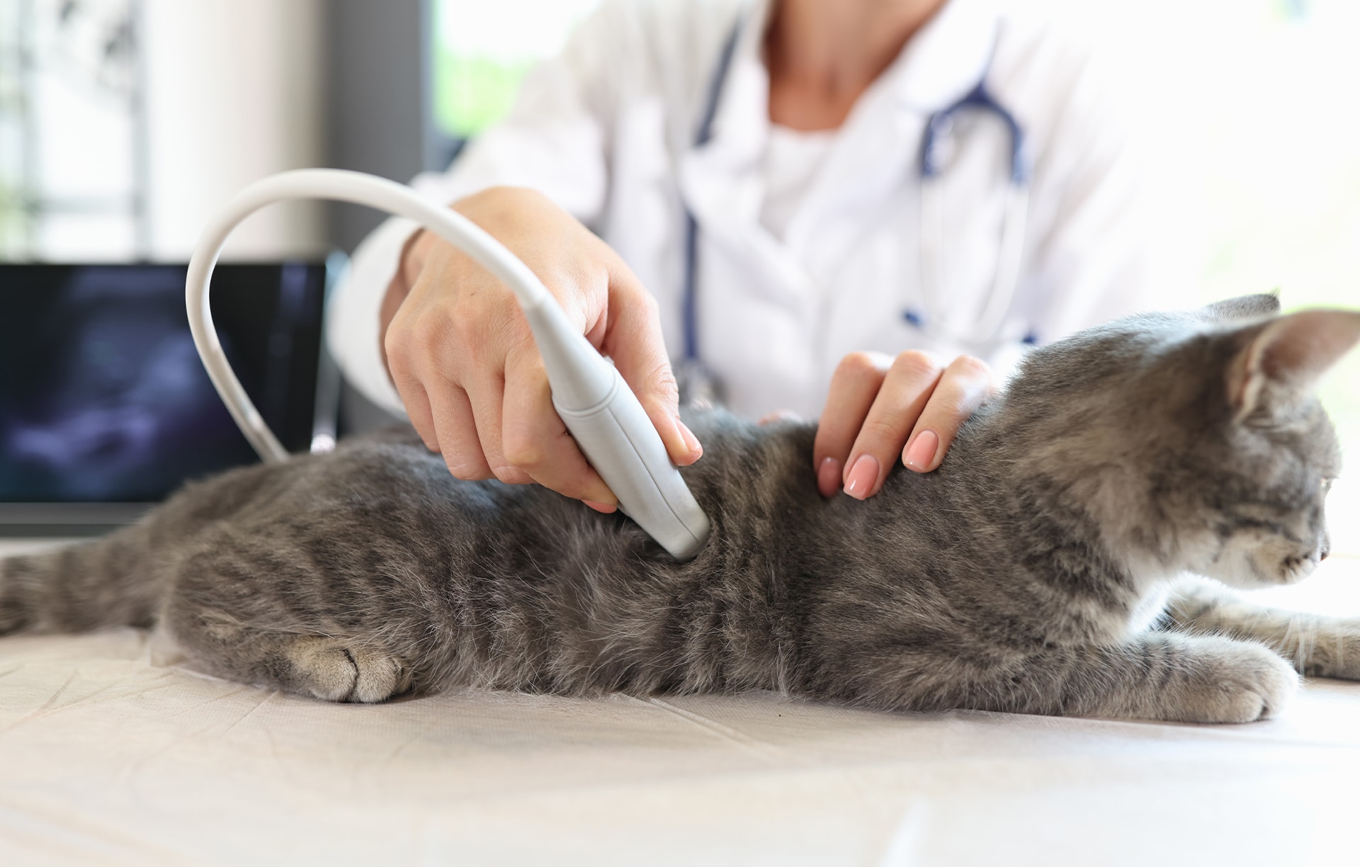 internal medicine internal medicine