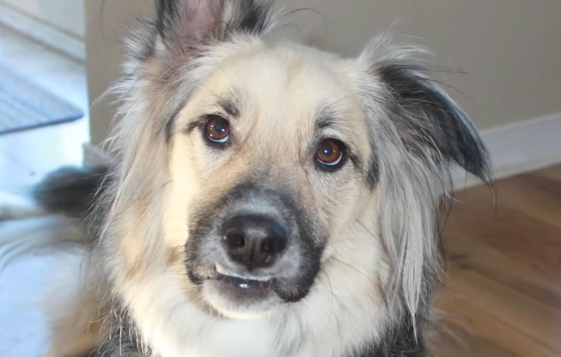 Moka's Story of Survival