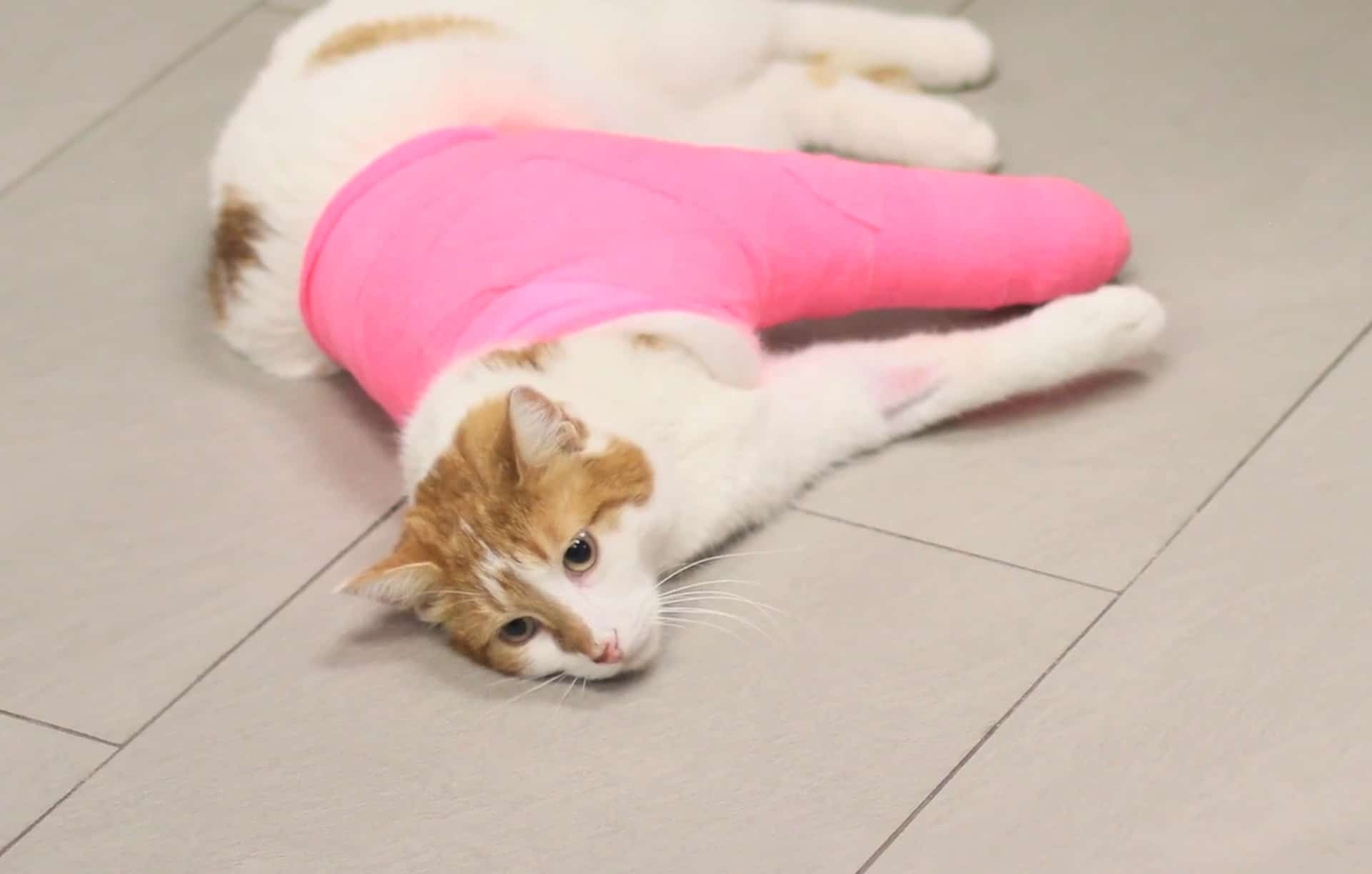 Cat shoulder dislocation: oliver's story