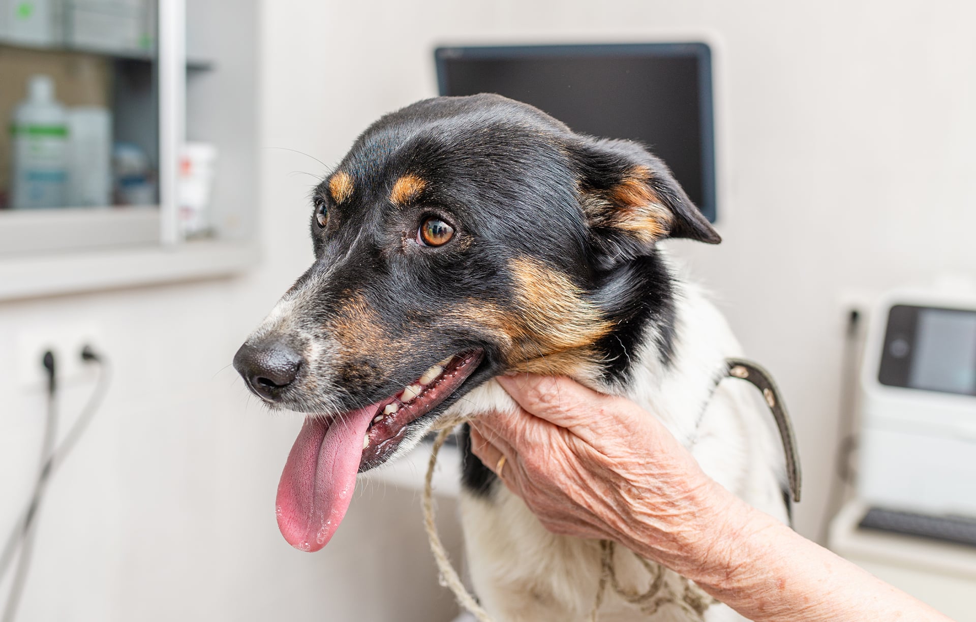 Veterinary Oncology Veterinary Oncology