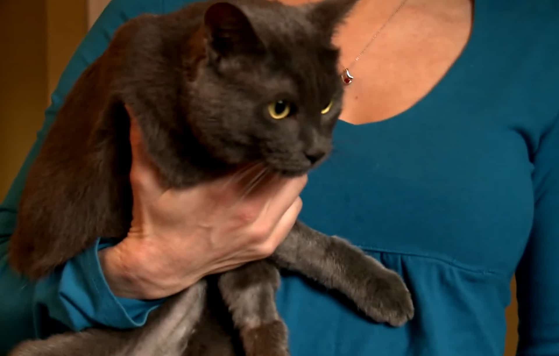 cat eats plastic toy