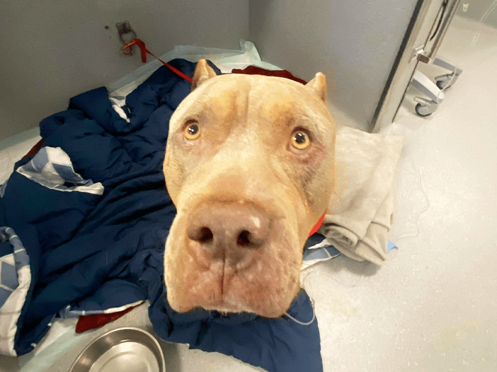 stomach obstruction stomach obstruction