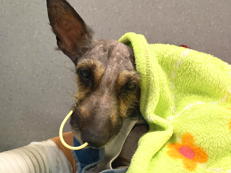 Gypsy's story of survival