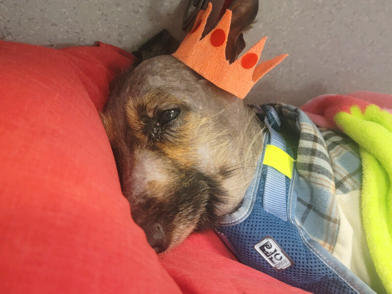 emergency animal hospital