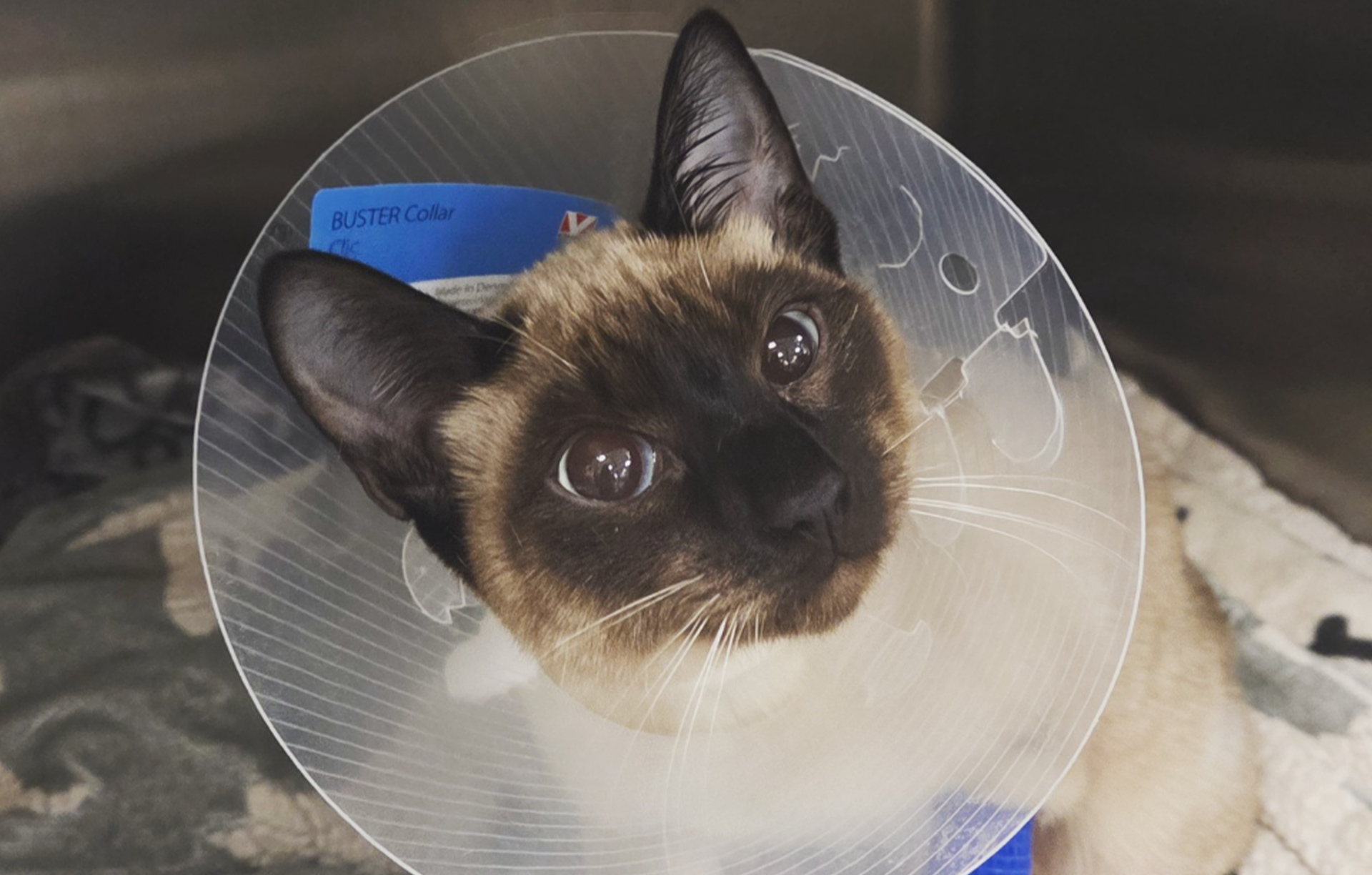 ottawa animal emergency & specialty hospital