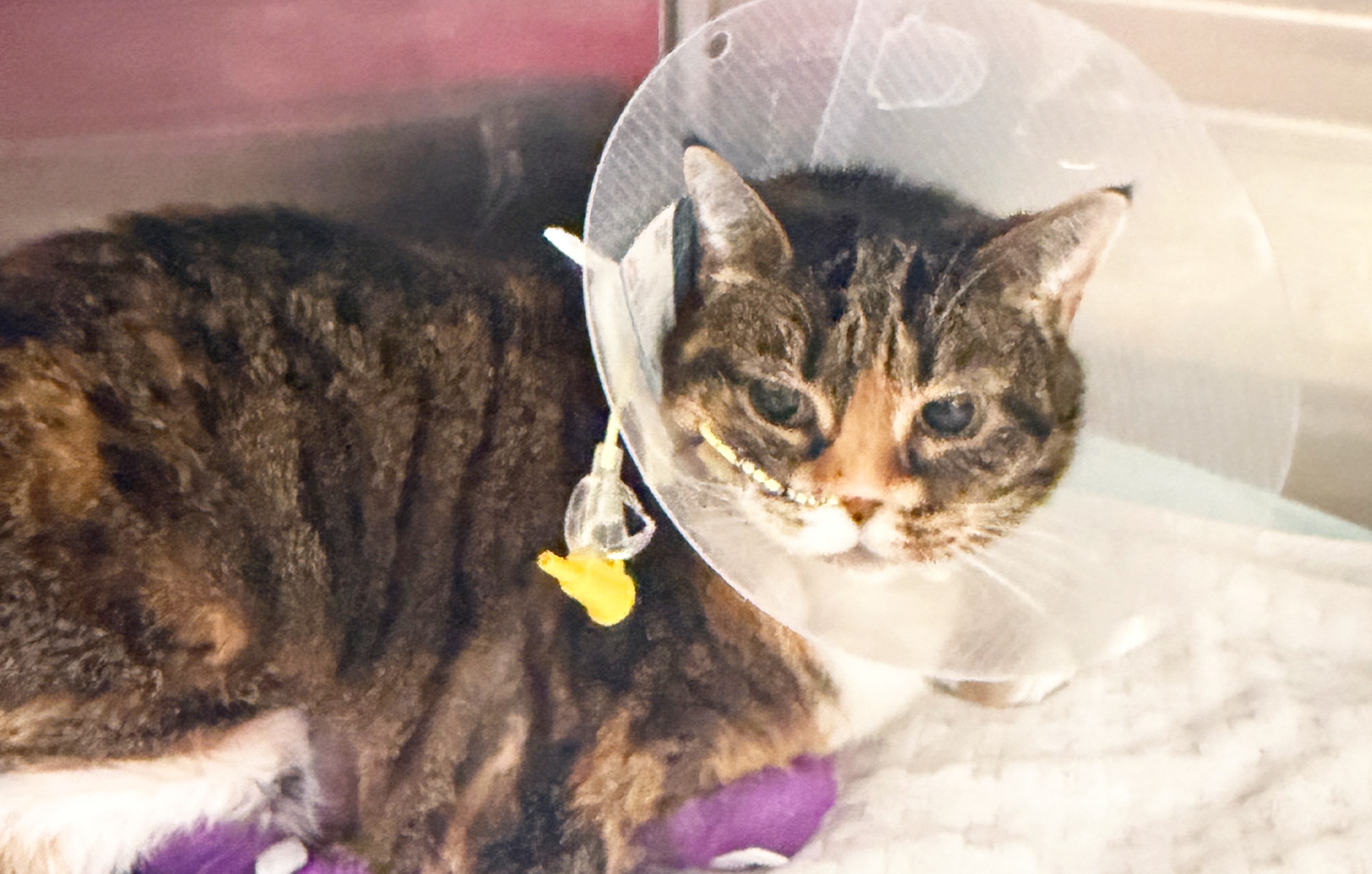 ottawa animal emergency & specialty hospital