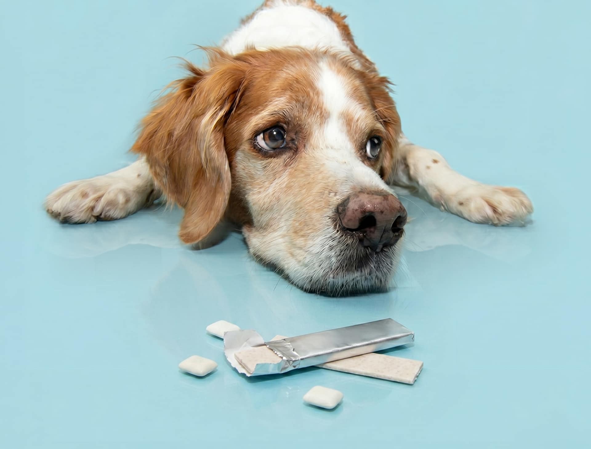 xylitol and dogs